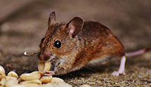 24 Hour & Emergency Exterminators in San Francisco Plaza, NM